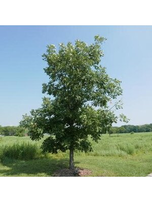 Oak, Quercus macrocarpa 'Burr Oak' 5G NATIVE