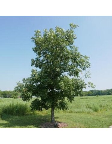 Oak, Quercus macrocarpa 'Burr Oak' 5G NATIVE