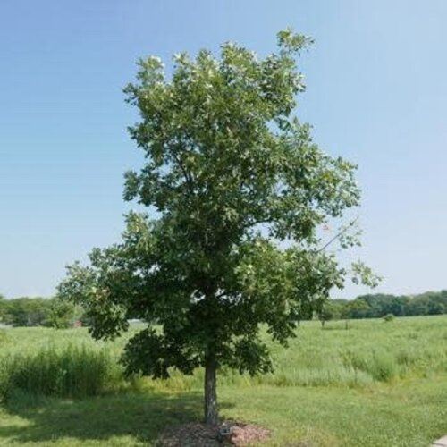 Oak, Quercus macrocarpa 'Burr Oak' 5G NATIVE