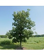 Oak, Quercus macrocarpa 'Burr Oak' 5G NATIVE