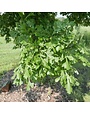 Oak, Quercus macrocarpa 'Burr Oak' 5G NATIVE