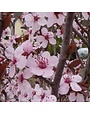 Plum, Prunus cerasifera 'Krauter Vesuvius' Cherry Plum 7G