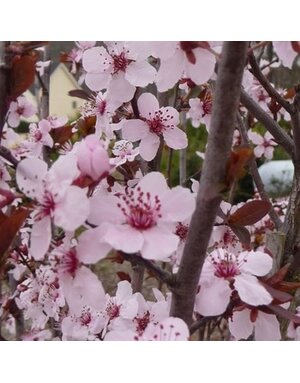 Plum, Prunus cerasifera 'Krauter Vesuvius' Cherry Plum 10G