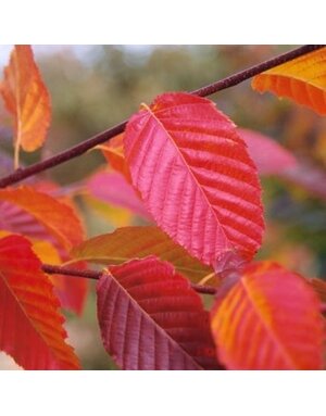 Hornbeam, Carpinus x 'Shelby' Skylark™ 10G