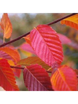 Hornbeam, Carpinus x 'Shelby' Skylarkâ„¢ 10G