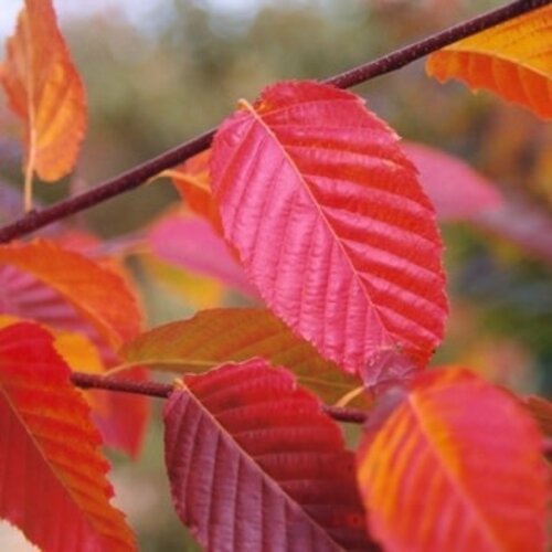 Hornbeam, Carpinus x 'Shelby' Skylarkâ„¢ 10G