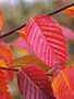 Hornbeam, Carpinus x 'Shelby' Skylark™ 10G