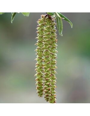 Hornbeam, Ostrya Virginiana  'Hop Hornbeam' 3G