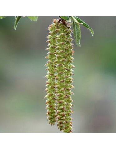Hornbeam, Ostrya Virginiana  'Hop Hornbeam' 3G