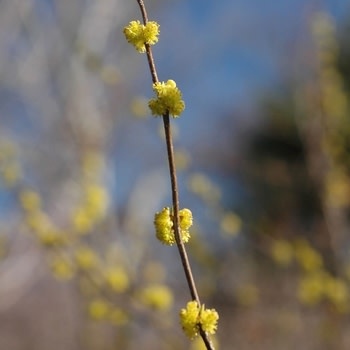 Willow, Salix babylonica 'Weeping Willow' 3G