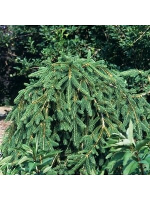 Spruce, Picea abies 'Pendula' Weeping Norway Spruce 10G