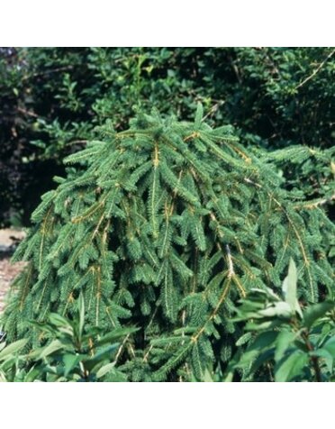 Weeping Norway Spruce 10G-Picea Abies Pendula
