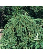 Spruce, Picea abies 'Pendula' Weeping Norway Spruce 10G