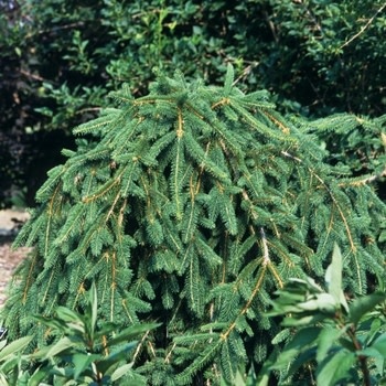 Spruce, Picea abies 'Pendula' Weeping Norway Spruce 10G