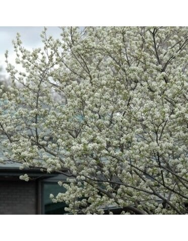 Serviceberry, Amelanchier laevis 'Allegheny' (Single Stem) 15G