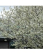 Serviceberry, Amelanchier laevis 'Allegheny' (Single Stem) 15G