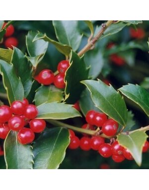 Holly, Ilex x 'Nellie R. Stevens' 10-12' BB