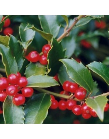 Holly, Ilex x 'Nellie R. Stevens' 10-12' BB