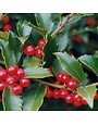 Holly, Ilex x 'Nellie R. Stevens' 10-12' BB