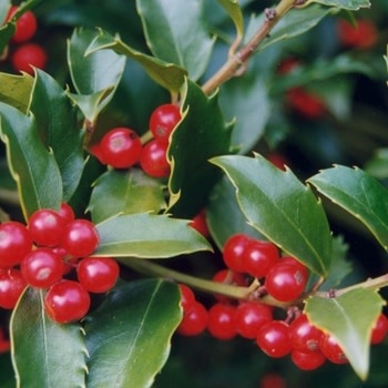 Holly, Ilex x 'Nellie R. Stevens' 10-12' BB