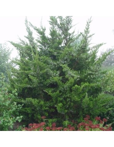 Cedar, Juniperus virginiana 'Eastern Red Cedar' 5G