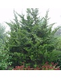 Cedar, Juniperus virginiana 'Eastern Red Cedar' 5G