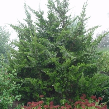 Cedar, Juniperus virginiana 'Eastern Red Cedar' 5G