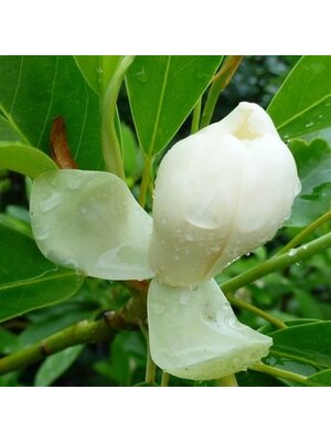 Magnolia, Magnolia virginiana 'MoonglowÂ®' 3G NATIVE