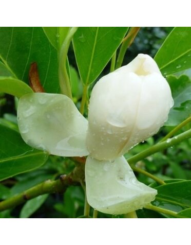 Magnolia, Magnolia virginiana 'MoonglowÂ®' 3G NATIVE