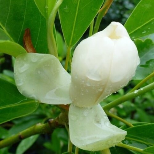 Magnolia, Magnolia virginiana 'MoonglowÂ®' 3G NATIVE
