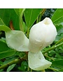 Magnolia, Magnolia virginiana 'Moonglow®' 3G NATIVE