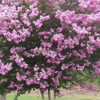 Crape Myrtle, Lagerstroemia indica 'Whit VIII' Rhapsody in Pink® (Pink) 15G