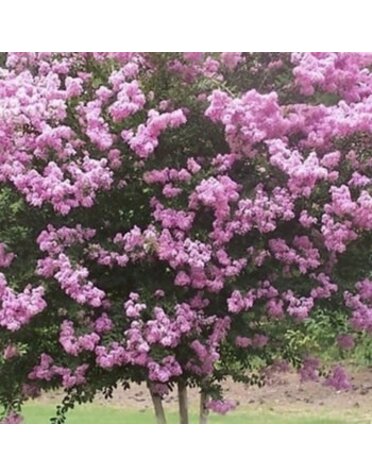Crape Myrtle, Lagerstroemia indica 'Whit VIII' Rhapsody in Pink® (Pink) 10G
