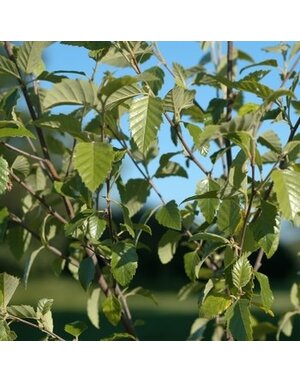 River Birch, Betula nigra 'BNMTF' Dura Heat® 7G NATIVE