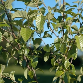 River Birch, Betula nigra 'BNMTF' Dura Heat® 7G NATIVE