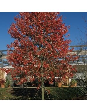 Maple, Red, Acer rubrum 'Franksred' Red Sunset® 5G