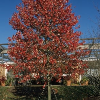 Maple, Red, Acer rubrum 'Franksred' Red Sunset® 5G