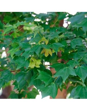 Maple, Acer buergerianum 'Trident' 25G