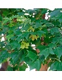 Maple, Acer buergerianum 'Trident' 25G