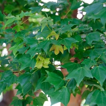 Maple, Acer buergerianum 'Trident' 25G