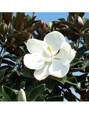 Magnolia, Magnolia grandiflora 'Little Gem' Southern 6-7' BB