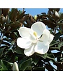 Magnolia, Magnolia grandiflora 'Little Gem' Southern 6-7' BB