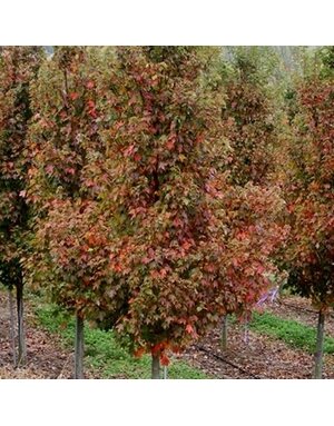 Maple, Red, Acer rubrum 'Sun Valley' 25G