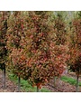 Maple, Red, Acer rubrum 'Sun Valley' 25G