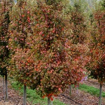 Maple, Red, Acer rubrum 'Sun Valley' 25G