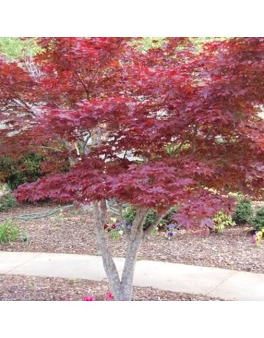 Maple, Japanese, Acer palmatum 'Bloodgood' 10G