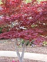Maple, Japanese, Acer palmatum 'Bloodgood' 10G