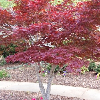 Maple, Japanese, Acer palmatum 'Bloodgood' 10G