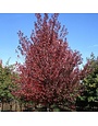 Maple, Red, Acer rubrum 'Frank Jr.' Redpointe® 15G