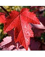 Maple, Red, Acer rubrum 'Frank Jr.' Redpointe® 15G